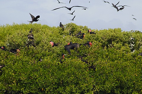 World's largest colony of Frigate Birds (Fregata magnificens) in the lagoon, Barbuda, Antigua and Barbuda, Leeward Islands, West Indies, Caribbean, Central America