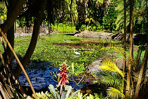 Nevis Botanical Garden, Nevis, St. Kitts and Nevis, Leeward Islands, West Indies, Caribbean, Central America 