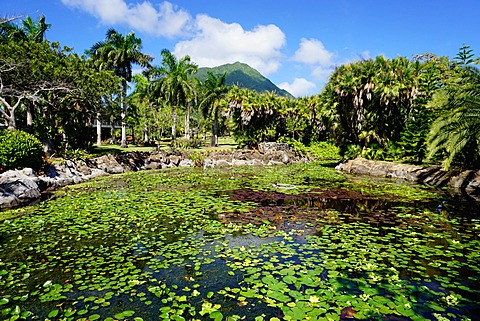 Nevis Botanical Garden, Nevis, St. Kitts and Nevis, Leeward Islands, West Indies, Caribbean, Central America 