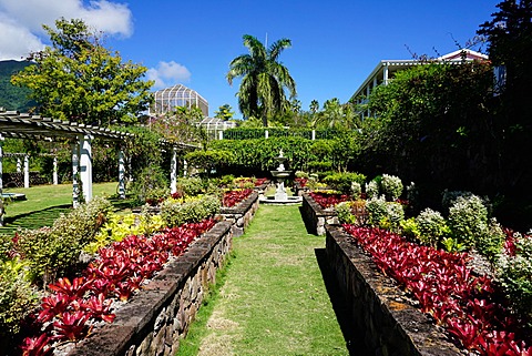 Nevis Botanical Garden, Nevis, St. Kitts and Nevis, Leeward Islands, West Indies, Caribbean, Central America 