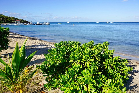 Oualie Beach, Nevis, St. Kitts and Nevis, Leeward Islands, West Indies, Caribbean, Central America 