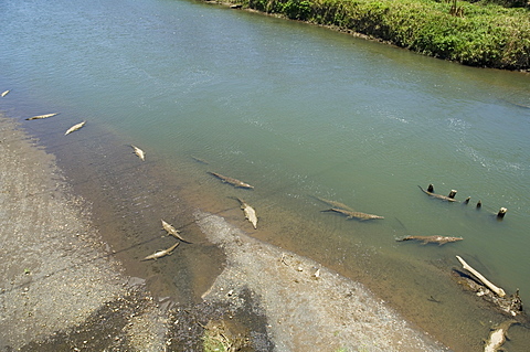 Crocodiles seen from the bridge over the River Tarcoles, near Puntarenas, Costa Rica