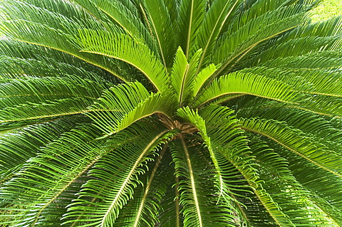 Tree Fern, Arenal, Costa Rica