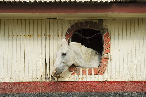 Horse in stables on way to Monteverde, Costa Rica