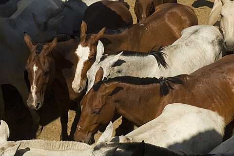 Horses, Hacienda Gauachipelin,near Rincon de la Vieja National Park, Gaunacaste, Costa Rica