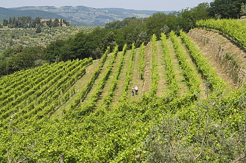 Typical Tuscan view around the area of Lamole, near Greve, Chianti, Tuscany, Italy, Europe