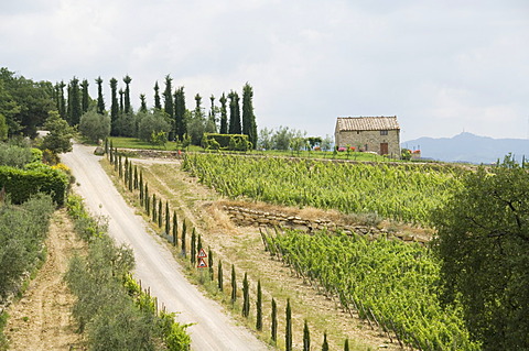 Typical view of the Tuscan landscape, Le Crete (The Crete), Tuscany, Italy, Europe