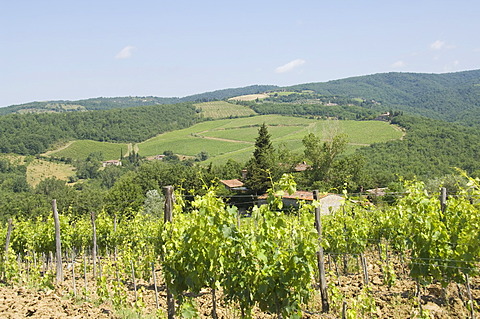 Typical Tuscan view in the area of Lamole, near Greve, Chianti, Tuscany, Italy, Europe