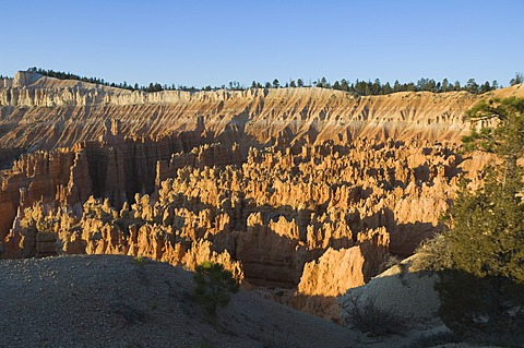 Bryce Canyon National Park, Utah, United States of America, North America