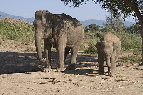 Elephants, Golden Triangle, Thailand