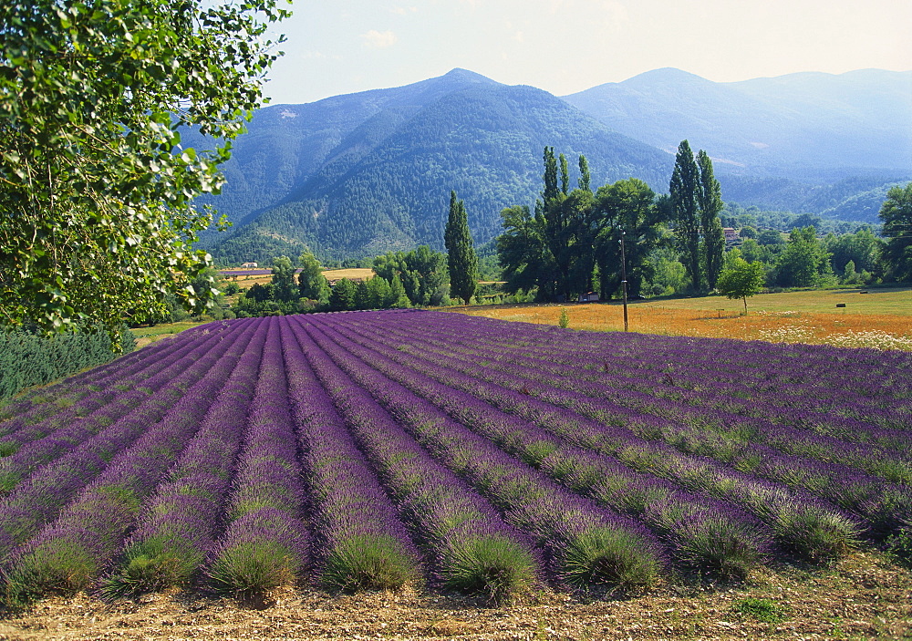 Lavender Field, Plateau de Sault, Provence, France