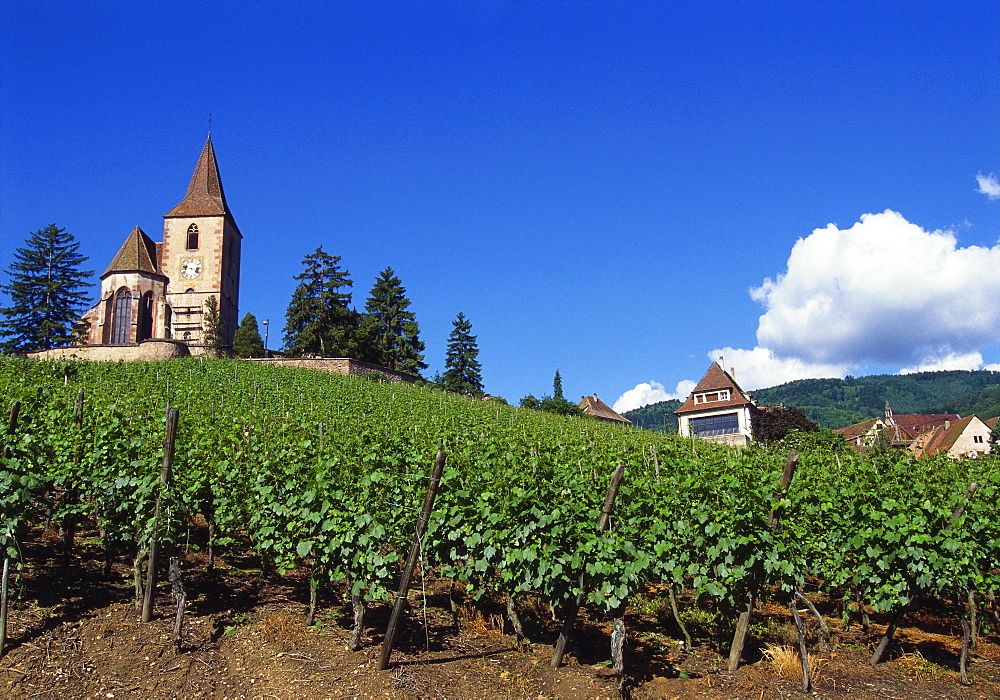 Vineyard, Hunawihr, Upper Alsace, France