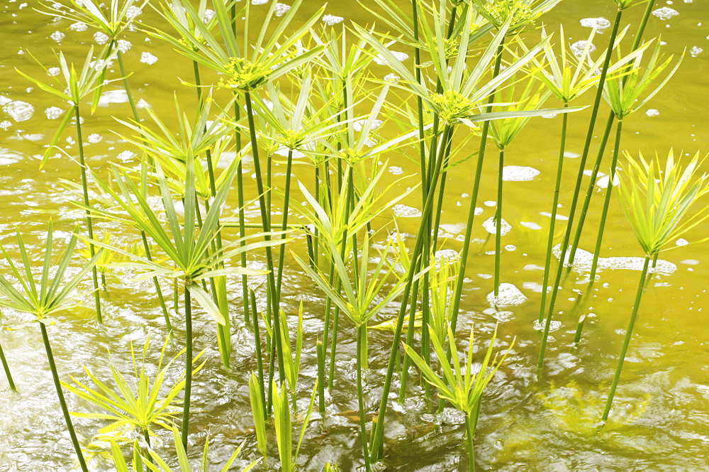 Close-up of papyrus