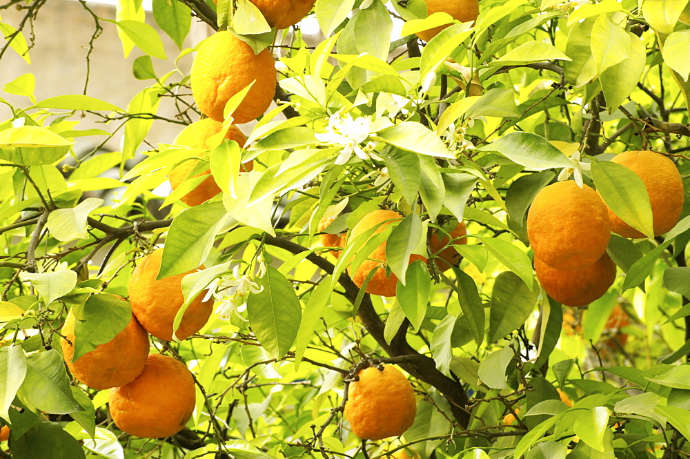 Orange trees and oranges