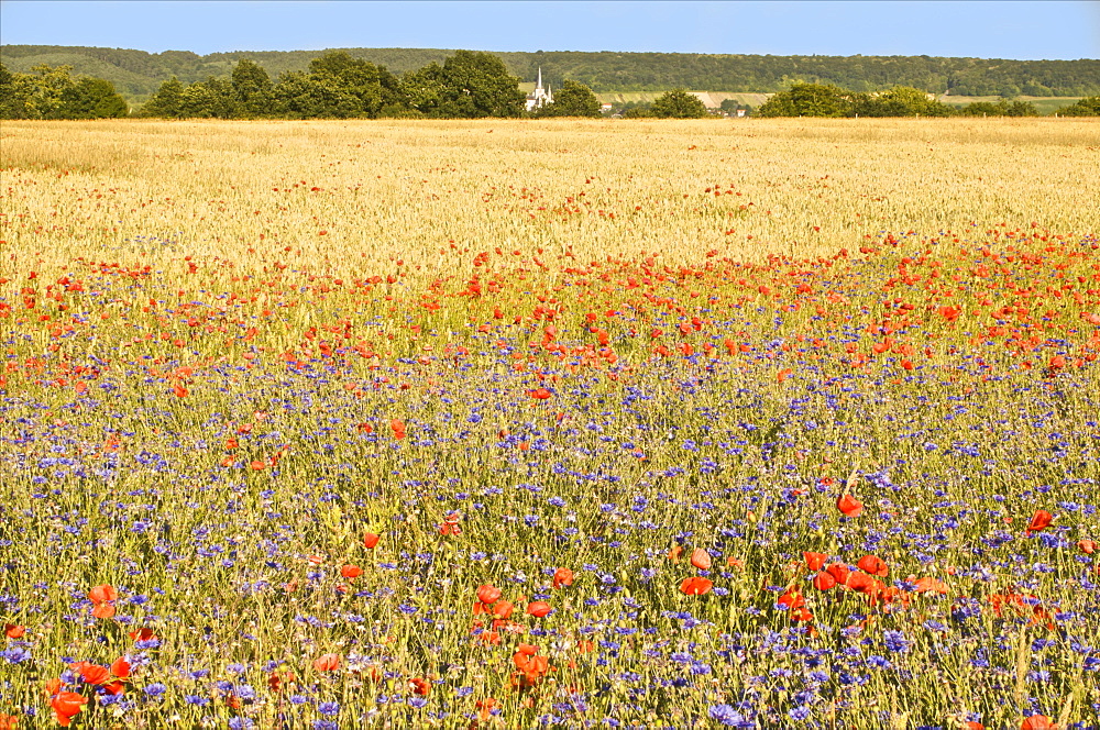 Corn fields with poppies and cornflowers, Normandy, France, Europe