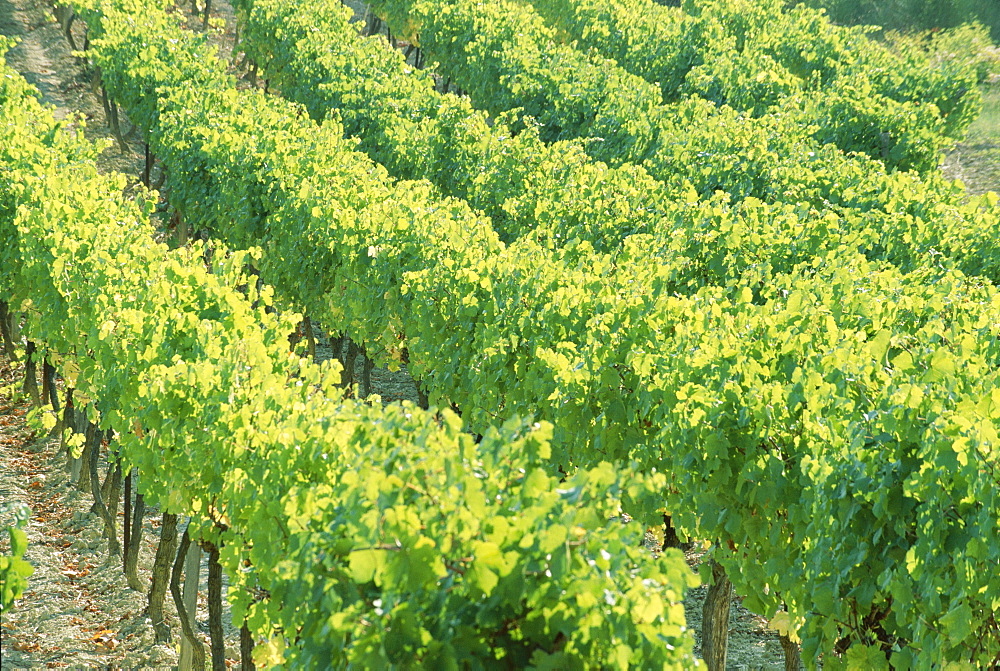 Row of vines in a vineyard, Provence, France, Europe