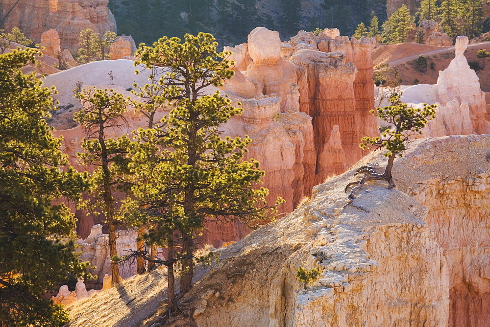 Tree clinging to rock at sunrise, Bryce Canyon National Park, Utah, United States of America, North America