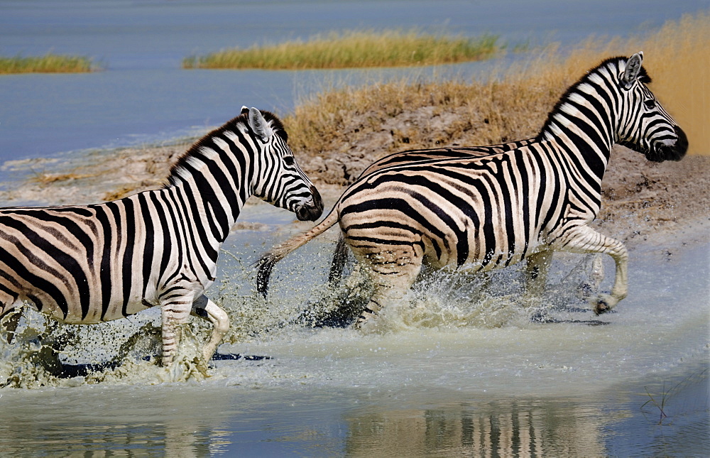 Zebra (Equus burchelli) running through water, Etosha National Park, Namibia, Africa