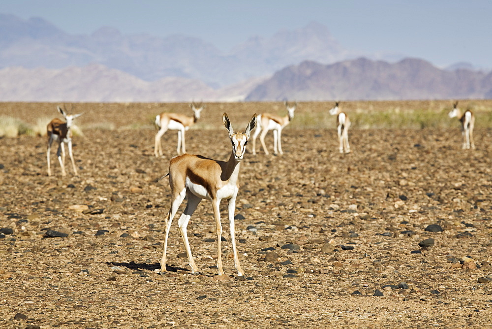 Springbok (Antidorcas marsupialis) in the Namib Desert at Sossusvlei, Namibia, Africa