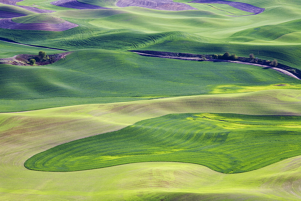 Spring in the Palouse, from Steptoe Butte, Washington State, United States of America, North America