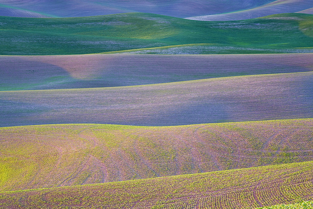 Field patterns at dawn, Palouse, Washington State, United States of America, North America