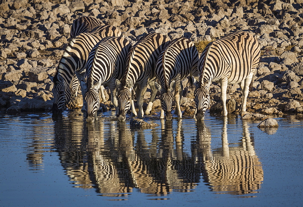 Burchells Zebra (Equus burchelli) drinking at waterhole, Okakeujo Camp, Etosha National Park, Namibia, Africa