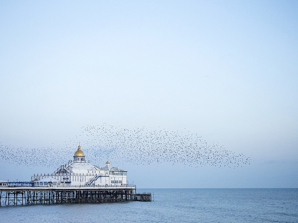 Starling murmuration, The Pier, Eastbourne, East Sussex, England, United Kingdom, Europe