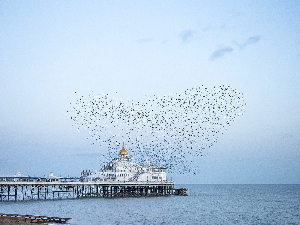 Starling murmuration, The Pier, Eastbourne, East Sussex, England, United Kingdom, Europe