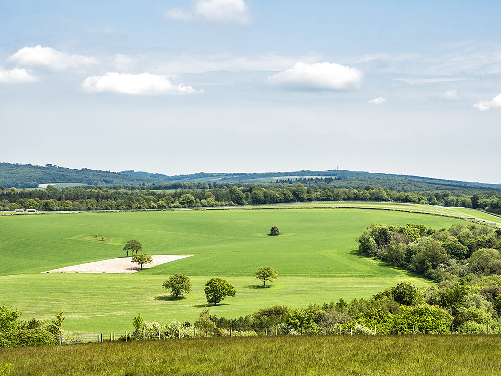 Countryside near Goodwood, South Downs National Park, West Sussex, England, United Kingdom, Europe