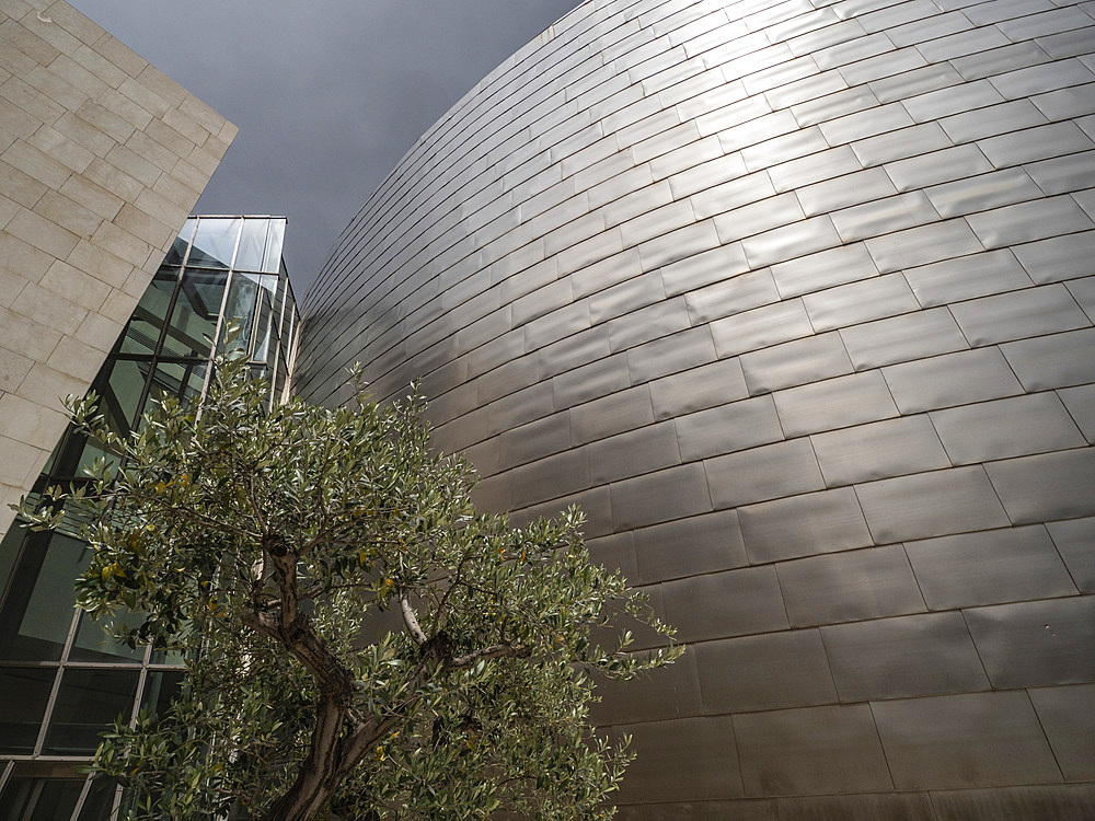 Olive tree against the titanium facade of the Guggenheim Museum designed by Frank Gehry, Bilbao, Basque Country, Spain, Europe