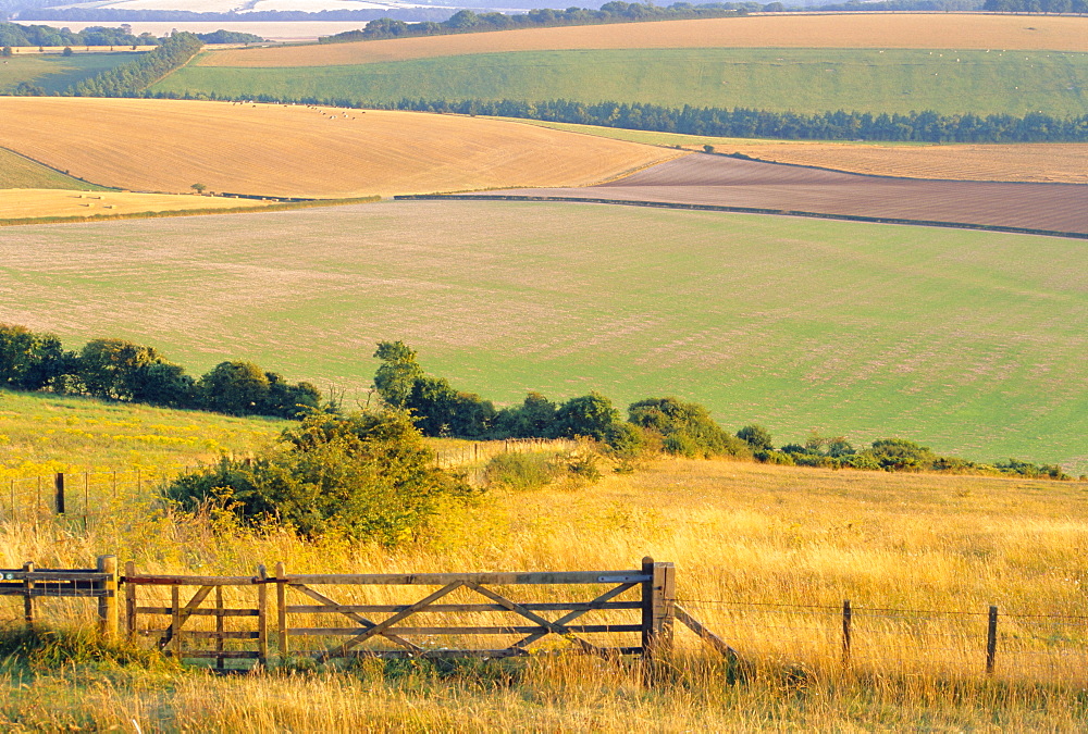 Old Winchester Hill, Hampshire, England 