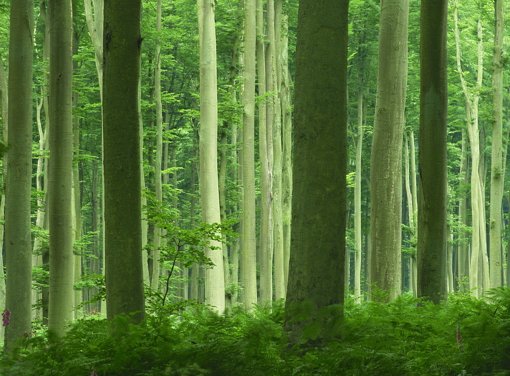 Tall straight trunks on trees in woodland in the Forest of Lyons, in Eure, Haute Normandie (Normandy), France, Europe