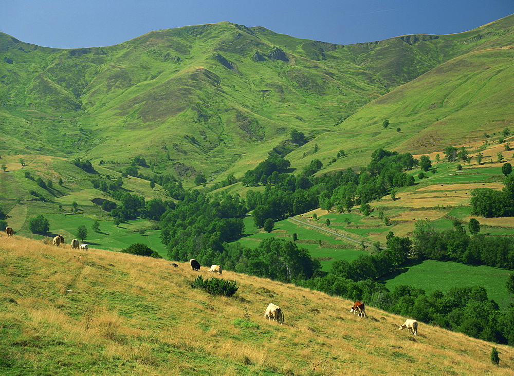 Cattle grazing on the slopes in farmland in the Col de Peyresourde in Haute Garonne, Midi-Pyrenees, France, Europe