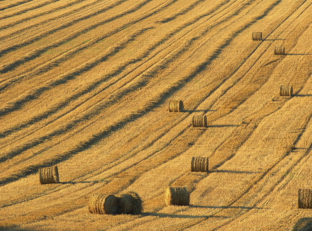 Straw bales in a field after harvesting on the South Downs in Sussex, England, United Kingdom, Europe