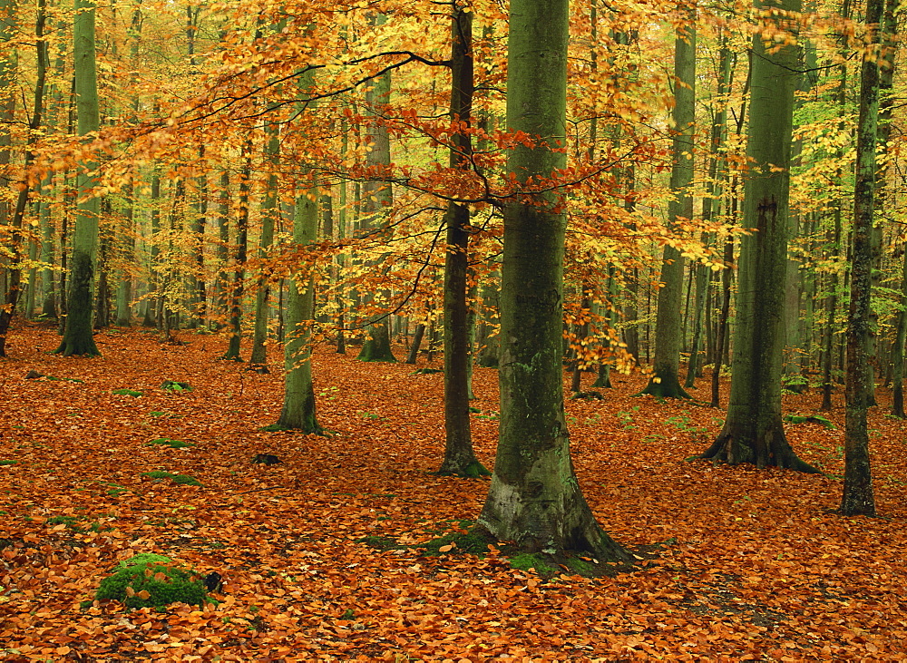 Woodland of beech trees in autumn in the Forest of Compiegne in Picardie (Picardy), France, Europe