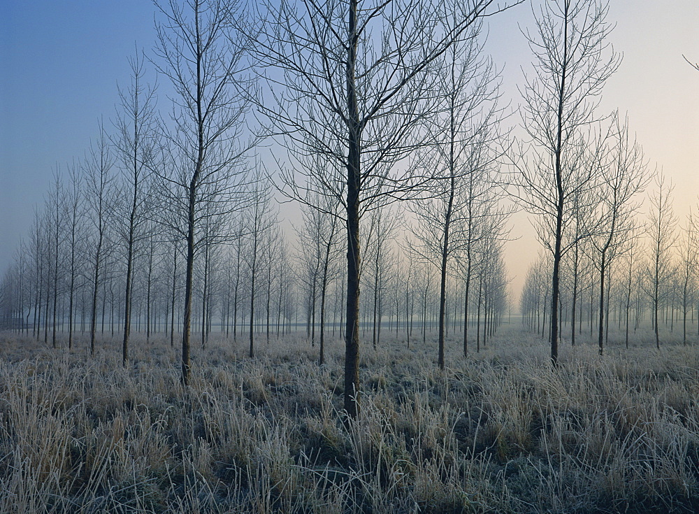 Landscape of trees in a plantation at dawn or dusk, in frost during winter, near Montreuil, Nord Pas de Calais, France, Europe