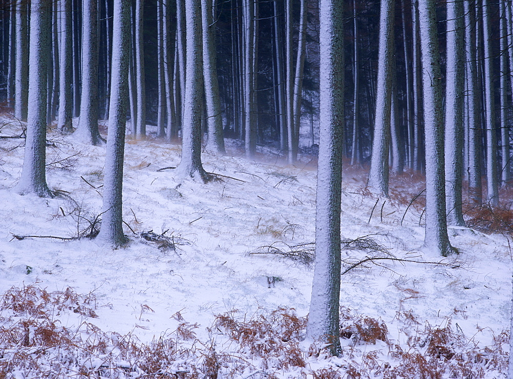 Tree trunks covered in snow in Cumbria, England 