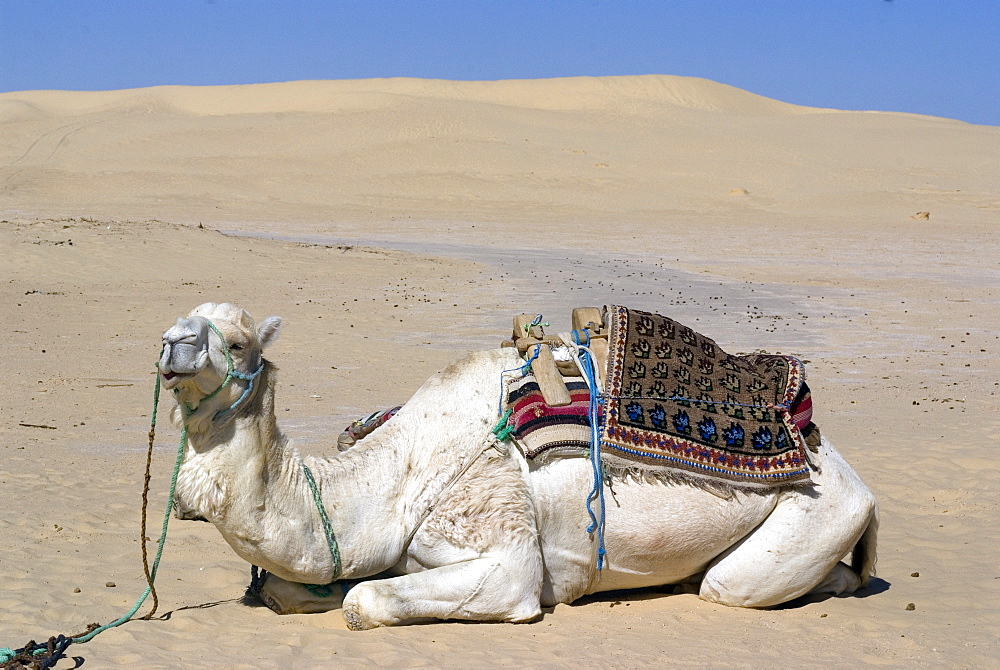 White (Mehari?) dromedary, at the Star Wars set, near Nefta, Tunisia , North Africa, Africa