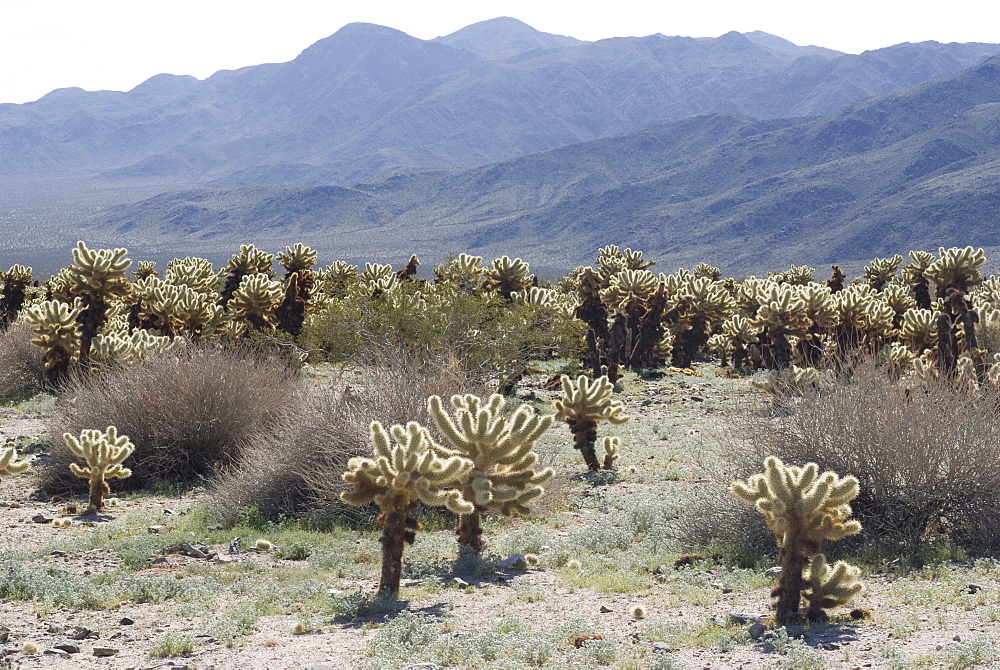 Cholla cactus Gardens, Joshua Tree National Park, California, United States of America, North America