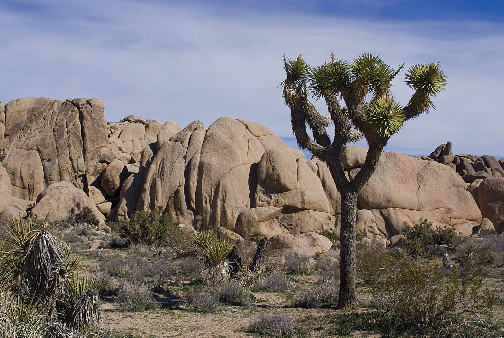 Rocks and Joshua Tree, Joshua Tree National Park, California, United States of America, North America