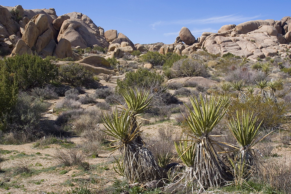 Rocks and yucca trees, Joshua Tree National Park, California, United States of America, North America