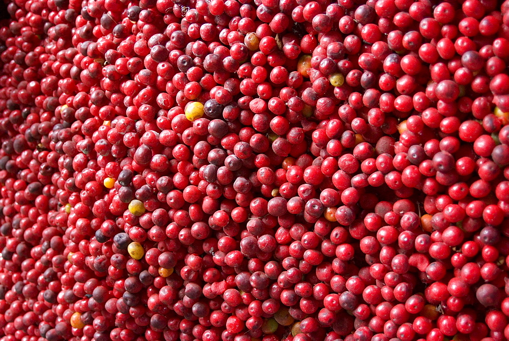 Ripe coffee beans, Recuca Coffee Plantation, near Armenia, Colombia, South America