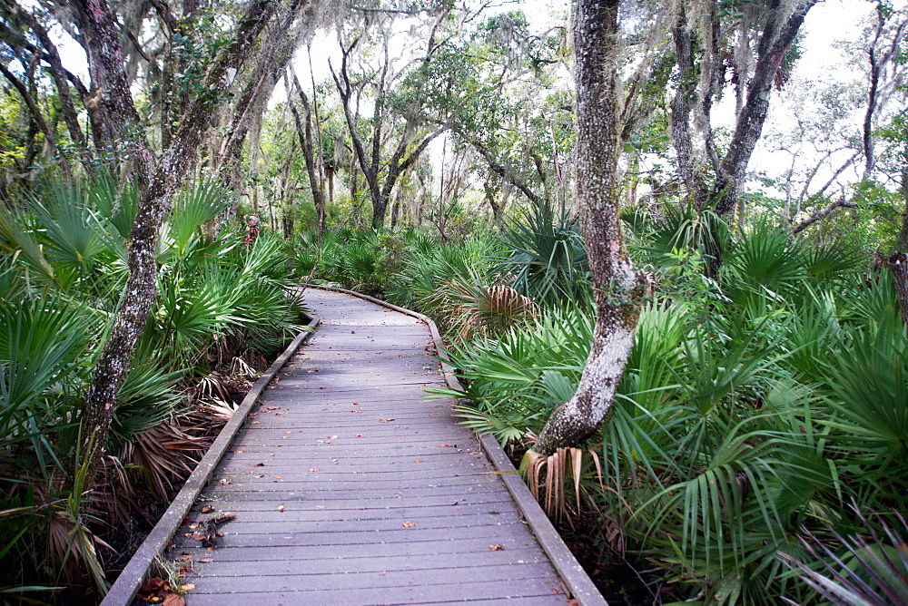 Boardwalk over the swamp, Canaveral National Seashore, near Titusville, Florida, United States of America, North America