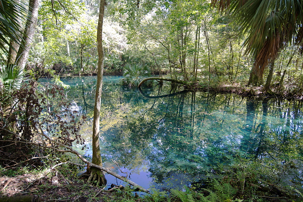 Natural Springs at Silver Springs State Park, where the original Johnny Weismuller Tarzan films were made, Florida, United States of America, North America