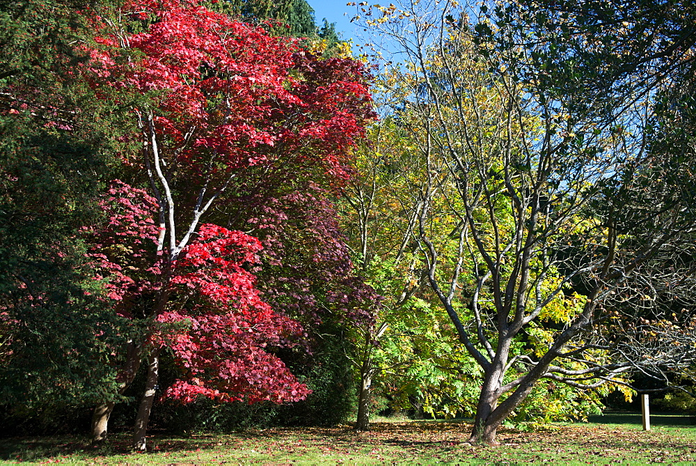 Autumn colours, Westonbirt National Arboretum, Gloucestershire, England, United Kingdom, Europe