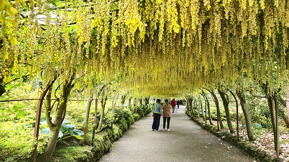 Laburnum Grove, Bodnant Gardens, Conwy, Wales, United Kingdom, Europe