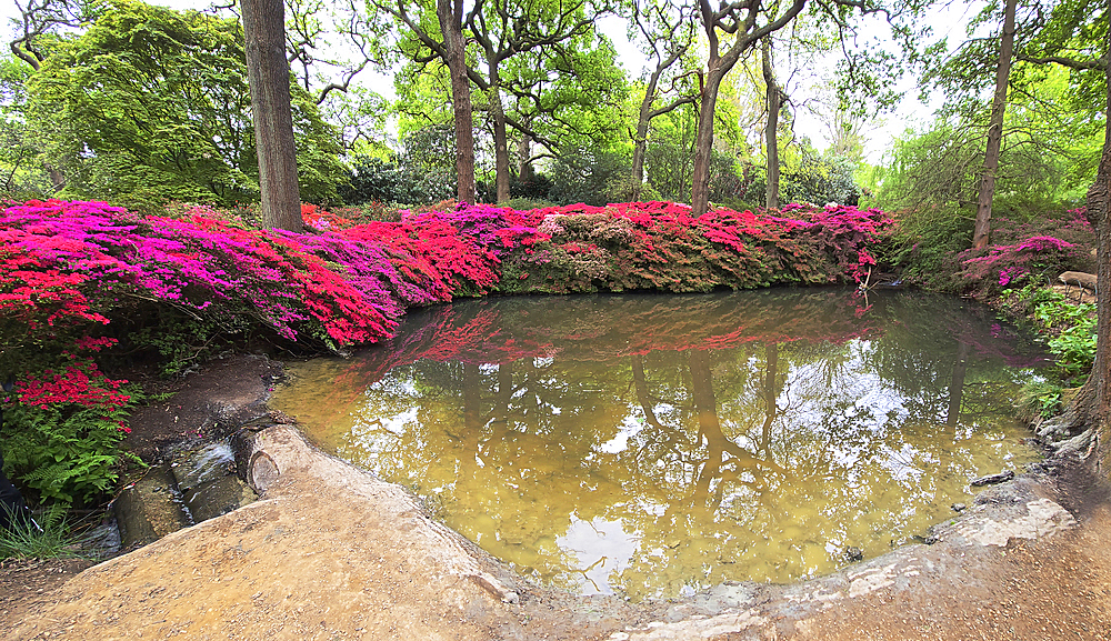 Azaleas, Isabella Plantation