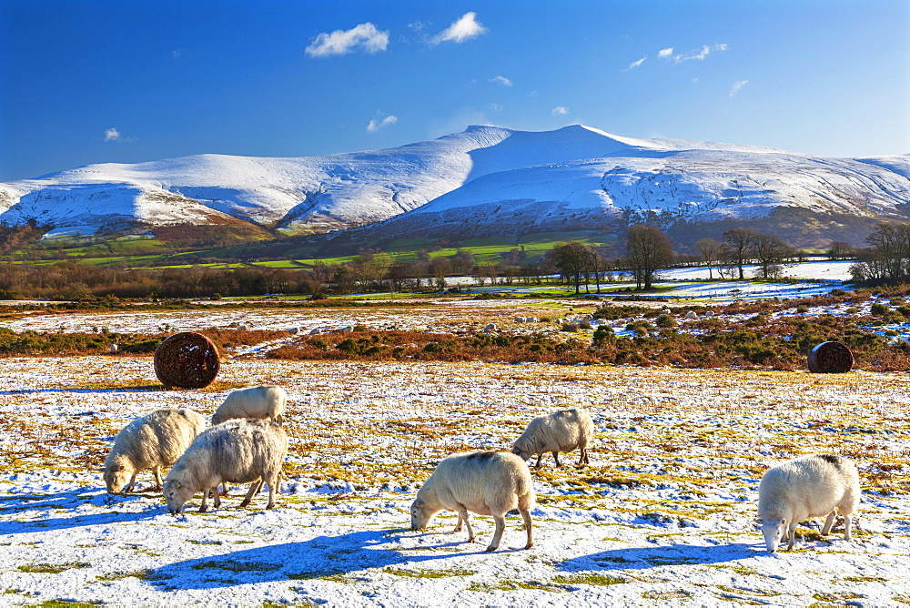 Brecon Beacons National Park, Wales, United Kingdom, Europe