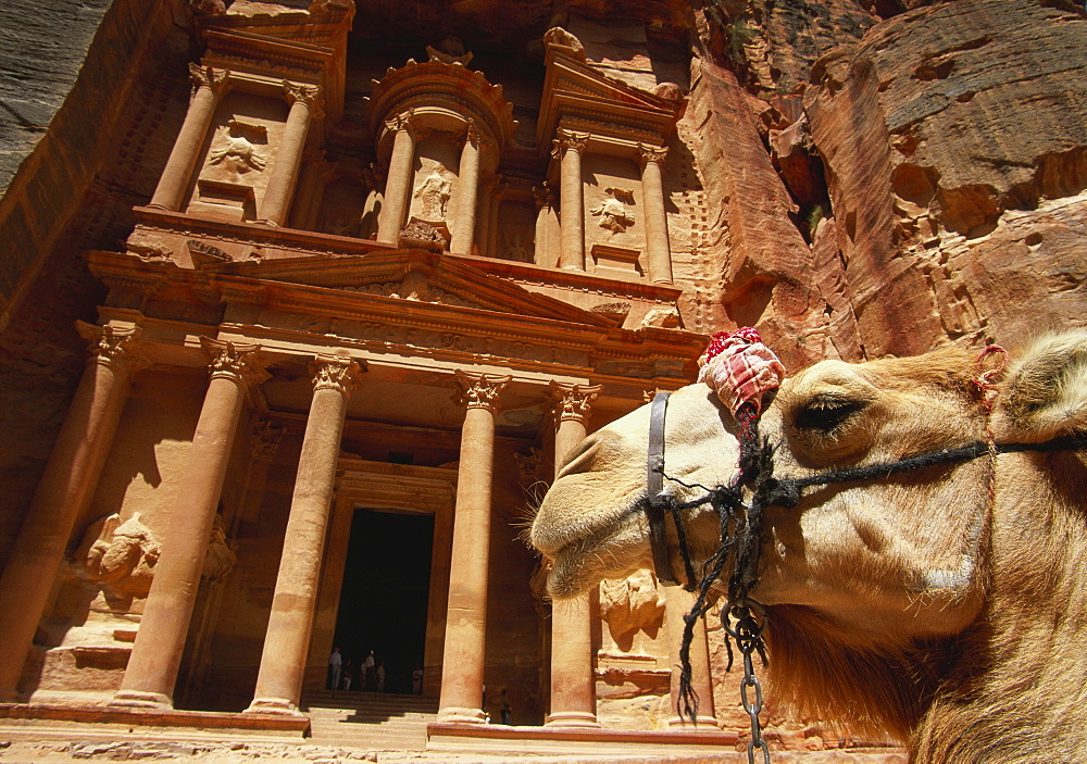 Camel and Low Angle View of the Khazneh, Petra, Jordan