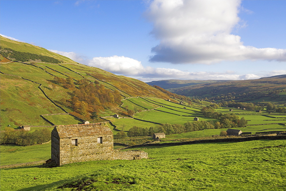 Stone barns in Swaledale, near Keld, Yorkshire Dales National Park, Yorkshire, England, United Kingdom, Europe